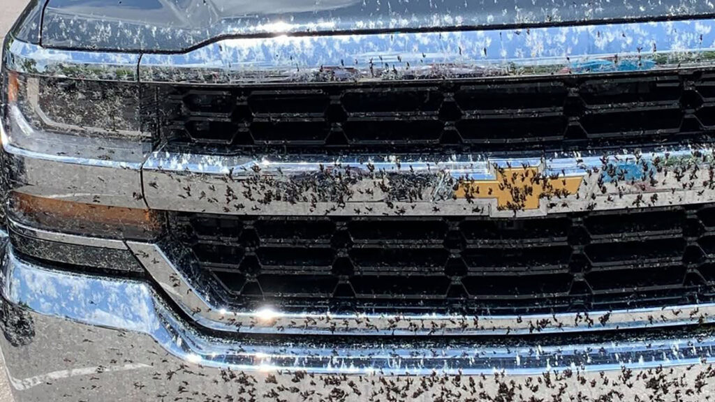 Lovebug season